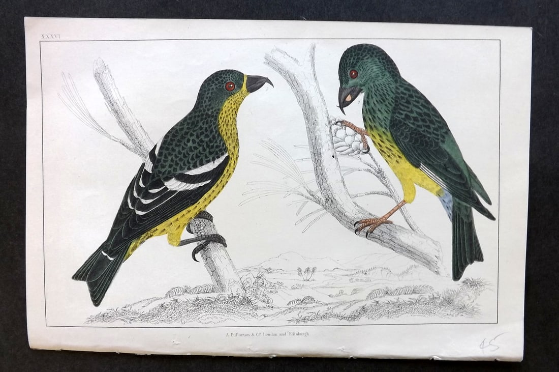 Goldsmith, Oliver C1850 Hand Col Bird Print. American & White Winged Crossbill 36 (1 of 1)