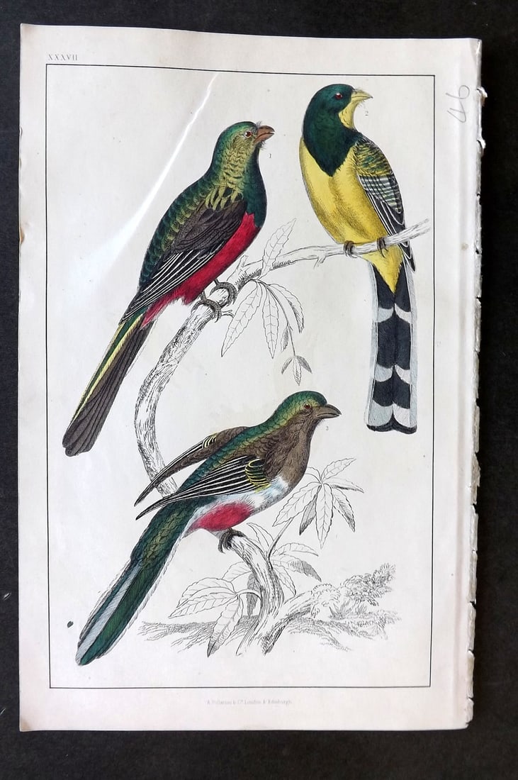 Goldsmith, Oliver C1850 Hand Col Bird Print. Reinwardt's & Flower Couroucoui 37 (1 of 1)
