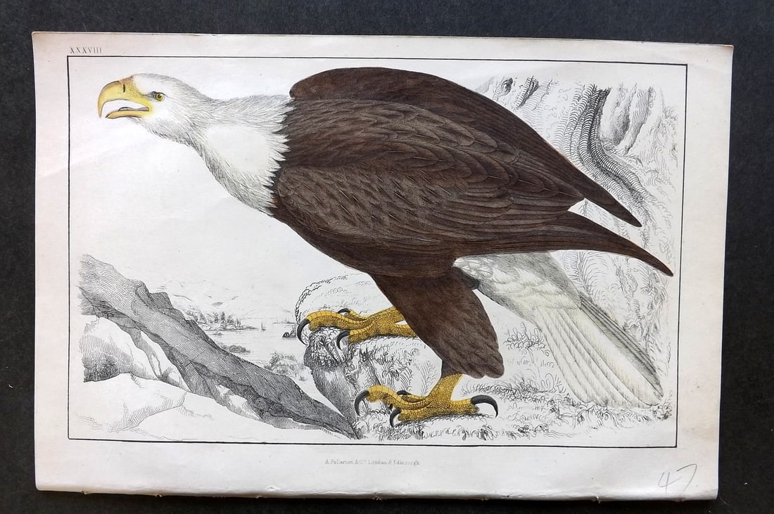 Goldsmith, Oliver C1850 Hand Col Bird Print. White Headed Eagle 38 (1 of 1)