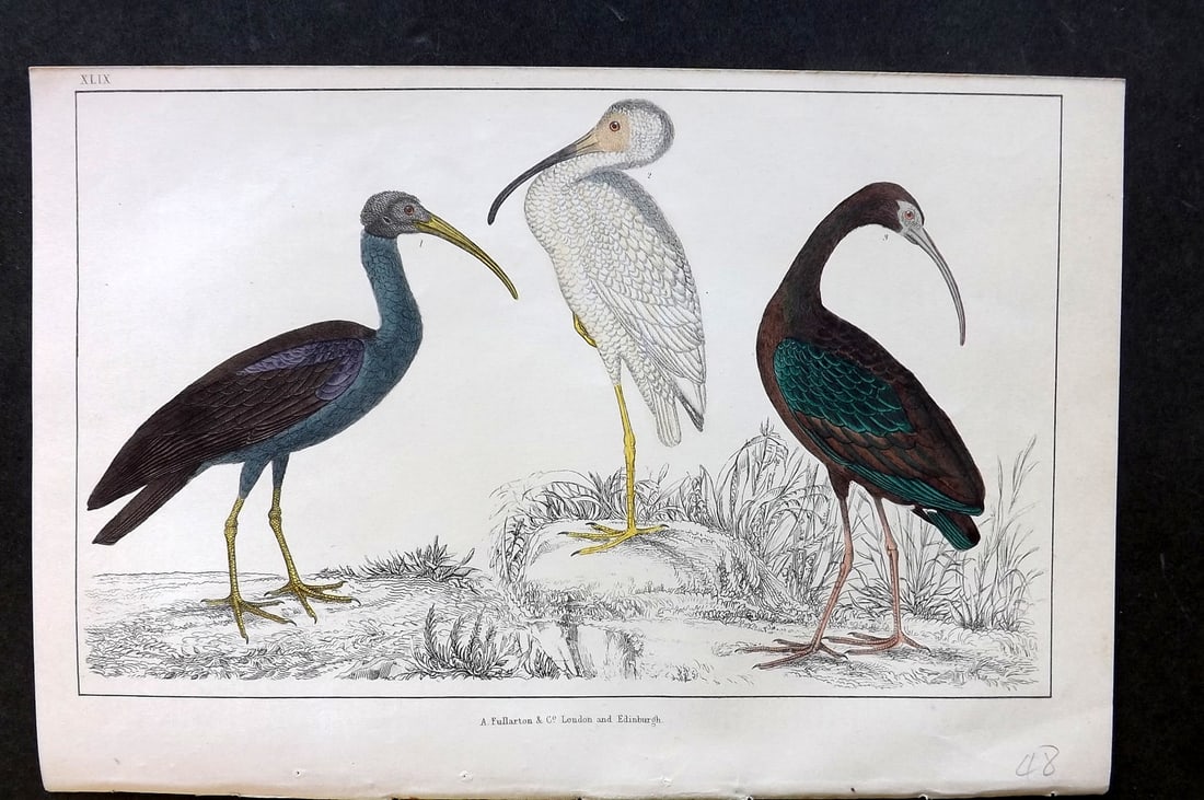 Goldsmith, Oliver C1850 Hand Col Bird Print. Papillated, White, Metallic Ibis 49 (1 of 1)