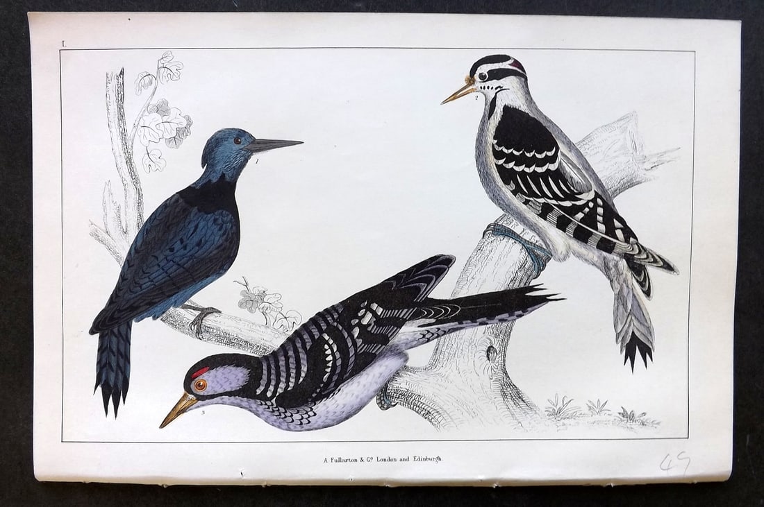 Goldsmith, Oliver C1850 HC Bird Print. Black Breasted, Hariy, Red-Cockaded Woodpecker 50 (1 of 1)