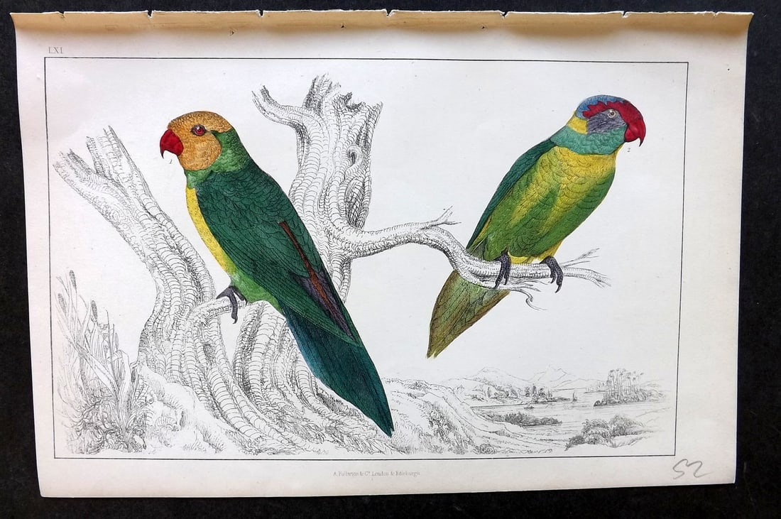 Goldsmith, Oliver C1850 Hand Col Bird Print. Slender & Iris Parrakeet 61 (1 of 1)