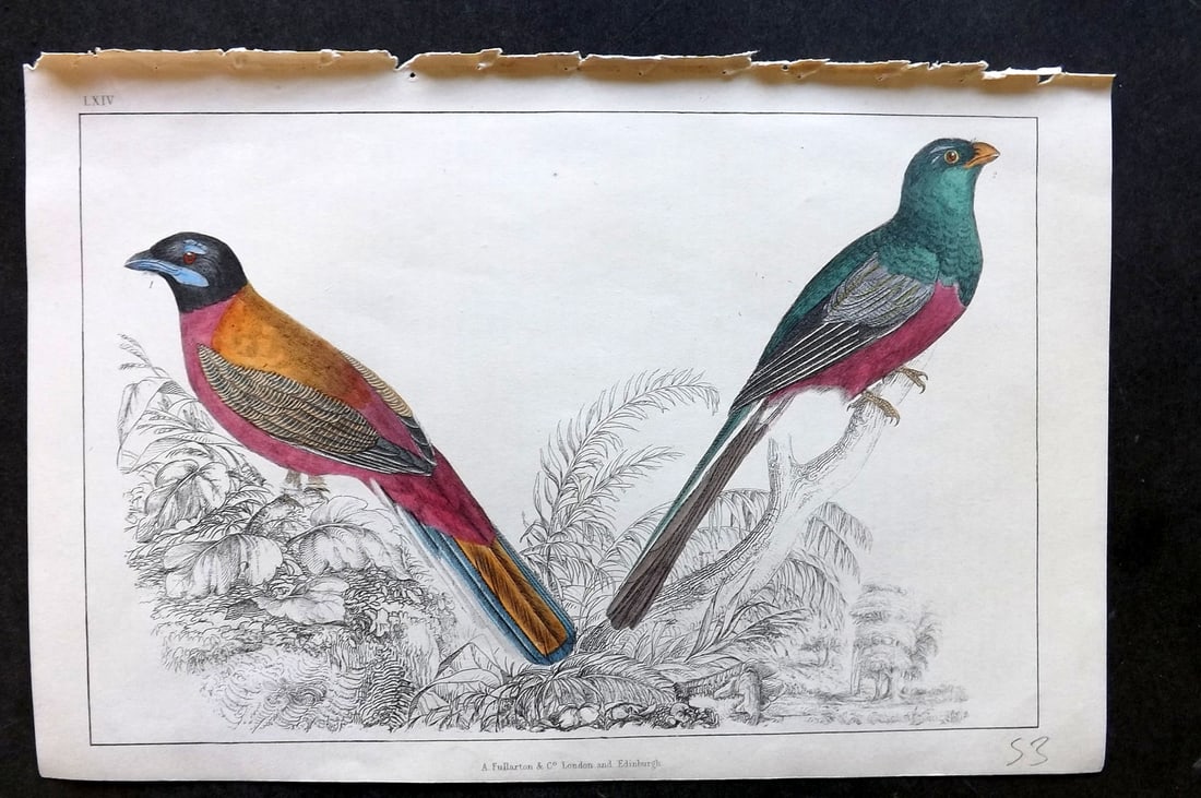Goldsmith, Oliver C1850 Hand Col Bird Print. Duvancel's & Narina Trogon 64 (1 of 1)