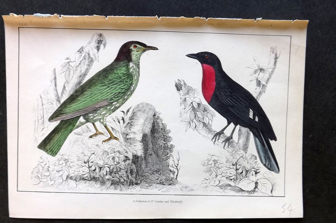 Goldsmith, Oliver C1850 HC Bird Print. Araponga Summer Bird & Red-Breasted Fruit Crow 66 (1 of 1)