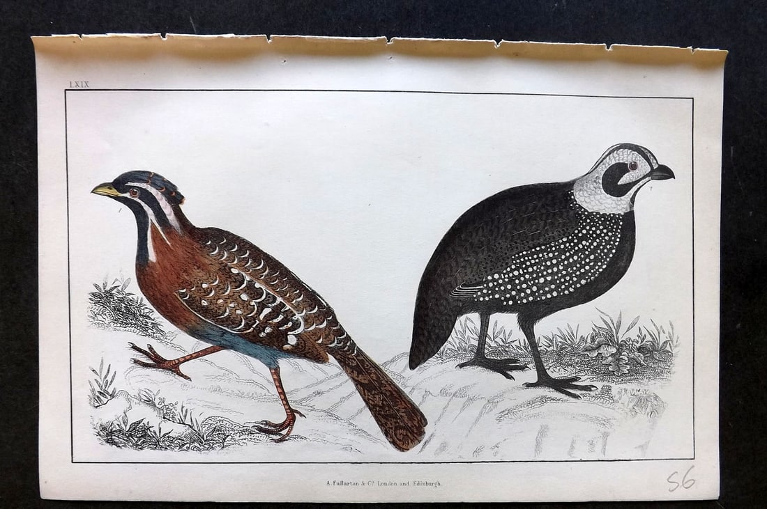 Goldsmith, Oliver C1850 Hand Col Bird Print. Long Tailed & Montezuma's Quail 69 (1 of 1)