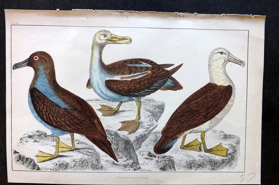 Goldsmith, Oliver C1850 Hand Col Bird Print. Common, Sooty & Black-Eyed Albatross 71: Hand Colored Etching/Engraving Published C1850 by A. Fullarton & Co., London for "A History of the Earth and Animated Nature" by Oliver Goldsmith. Paper Size: 10 x 6 inch (25 x 16cm) Good Condition