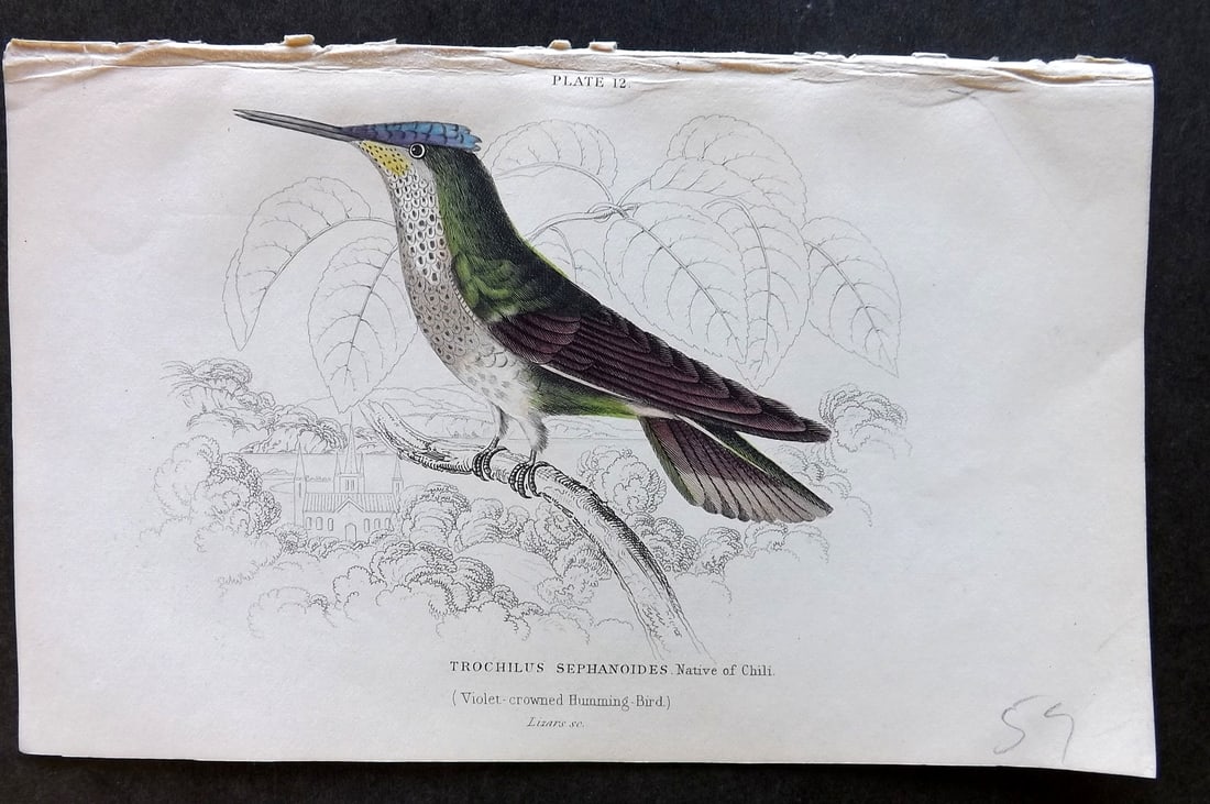Jardine, William 1834 Hand Col Bird Print. Violet Crowned Hummingbird 12: Hand Colored Steel Engraving/Etching Published 1833-43 by W.H.Lizars, Edinburgh for "The Naturalist's Library" by Sir William Jardine. Paper Size: 6.5 x 4.25 inch (16.5 x 11cm) Good Condition