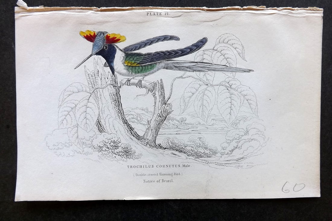 Jardine, William 1834 Hand Col Bird Print. Double Crested Hummingbird 21: Hand Colored Steel Engraving/Etching Published 1833-43 by W.H.Lizars, Edinburgh for "The Naturalist's Library" by Sir William Jardine. Paper Size: 6.5 x 4.25 inch (16.5 x 11cm) Good Condition