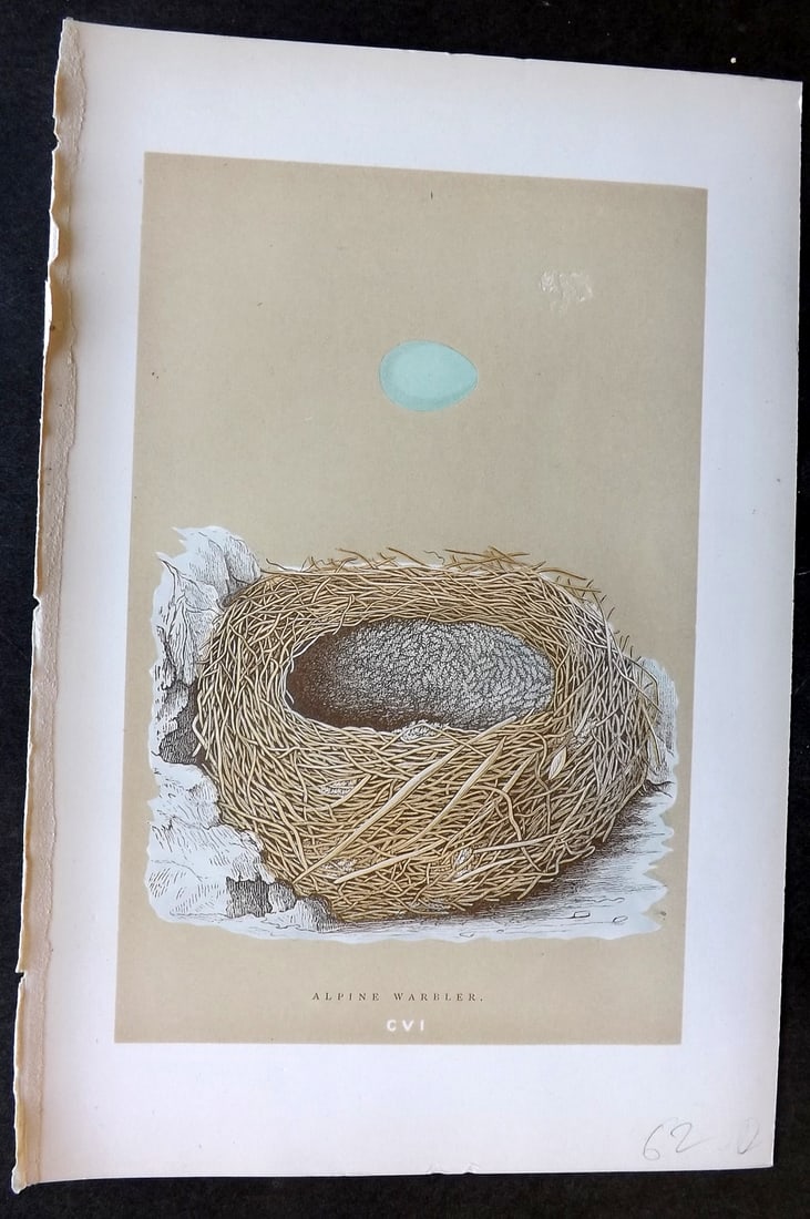 Morris, Francis 1896 Antique Bird Nest & Egg Print. Alpine Accentor 106 (1 of 1)
