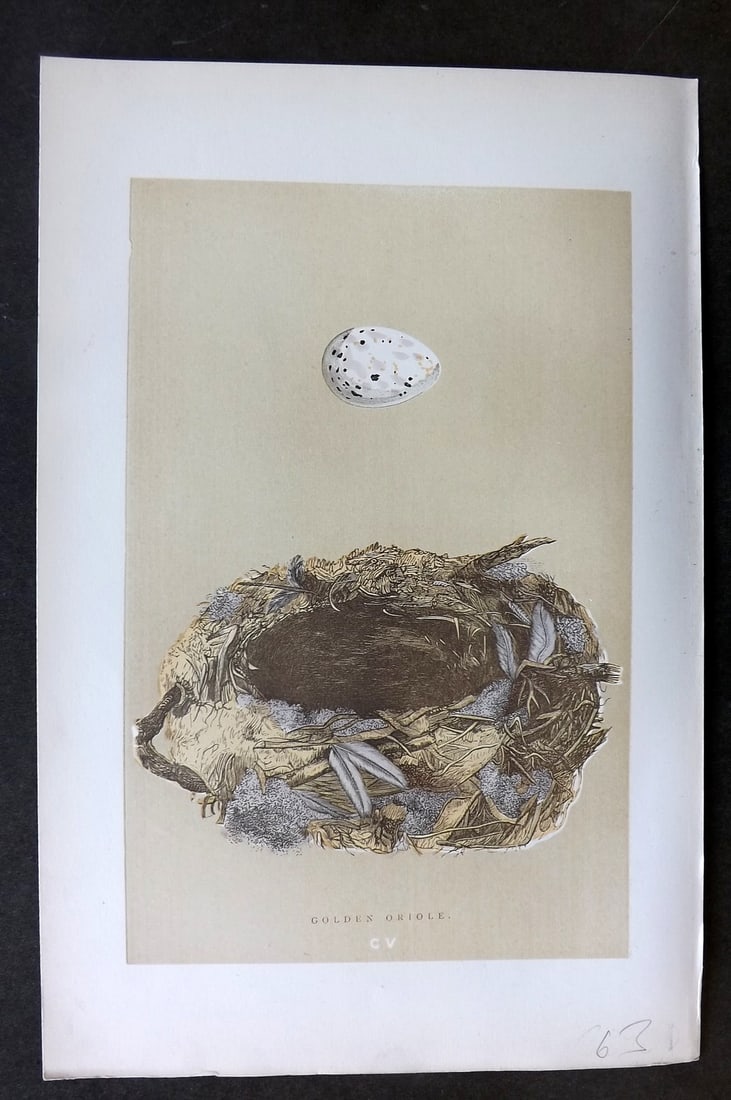 Morris, Francis 1896 Antique Bird Nest & Egg Print. Golden Oriole 105 (1 of 1)