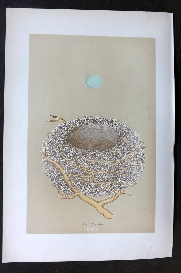Morris, Francis 1896 Antique Bird Nest & Egg Print. Dunnock 107 (1 of 1)