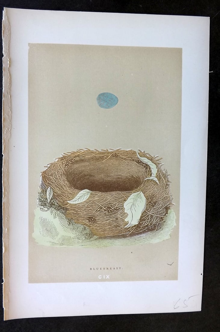 Morris, Francis 1896 Antique Bird Nest & Egg Print. Bluebreast 109: Woodblocks Published 1896 by John C. Nimmo, London for "A Natural History of the Nests and Eggs of British Birds" By the Rev. Francis Orpen Morris, printed Benjamin Fawcett. Printed in colours and fin