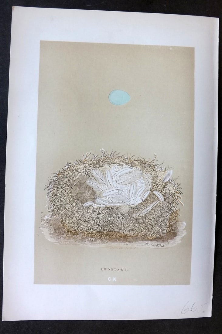 Morris, Francis 1896 Antique Bird Nest & Egg Print. Redstart 110 (1 of 1)
