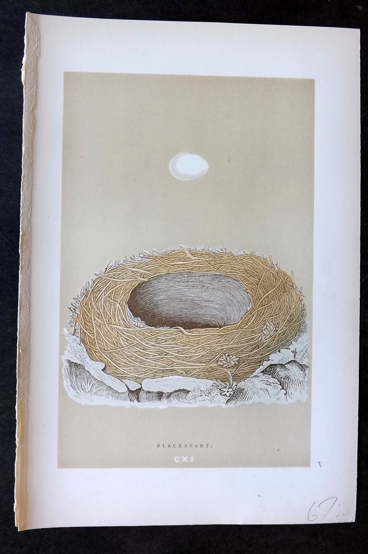 Morris, Francis 1896 Antique Bird Nest & Egg Print. Blackstart 111 (1 of 1)