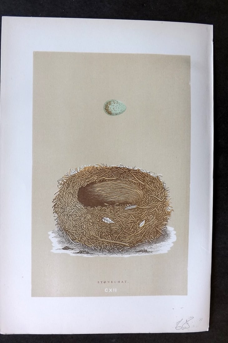 Morris, Francis 1896 Antique Bird Nest & Egg Print. Stonechat 112 (1 of 1)