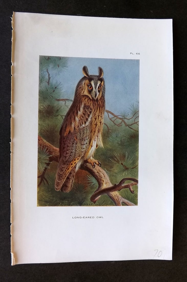 Thorburn, Archibald 1925 Vintage Bird Print. Long Eared Owl 66: Vintage Offset Lithograph Published 1925-26, London for "British Birds" by Archibald Thorburn. Paper Size: 8.5 x 5.5 inch (22 x 14cm) Good Condition