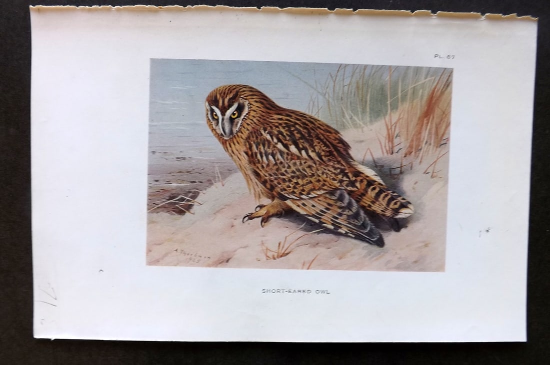 Thorburn, Archibald 1925 Vintage Bird Print. Shot Eared Owl 67: Vintage Offset Lithograph Published 1925-26, London for "British Birds" by Archibald Thorburn. Paper Size: 8.5 x 5.5 inch (22 x 14cm) Good Condition