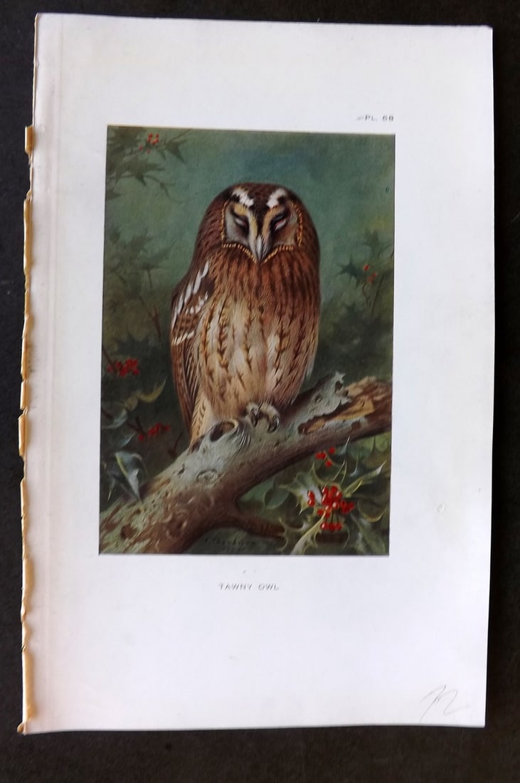 Thorburn, Archibald 1925 Vintage Bird Print. Tawny Owl 68: Vintage Offset Lithograph Published 1925-26, London for "British Birds" by Archibald Thorburn. Paper Size: 8.5 x 5.5 inch (22 x 14cm) Good Condition
