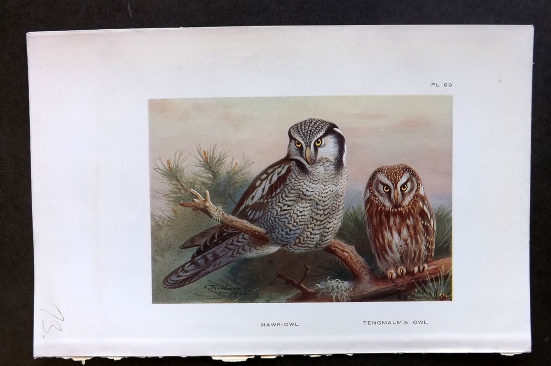 Thorburn, Archibald 1925 Vintage Bird Print. Hawk Owl, Tengmalm's Owl 69: Vintage Offset Lithograph Published 1925-26, London for "British Birds" by Archibald Thorburn. Paper Size: 8.5 x 5.5 inch (22 x 14cm) Good Condition