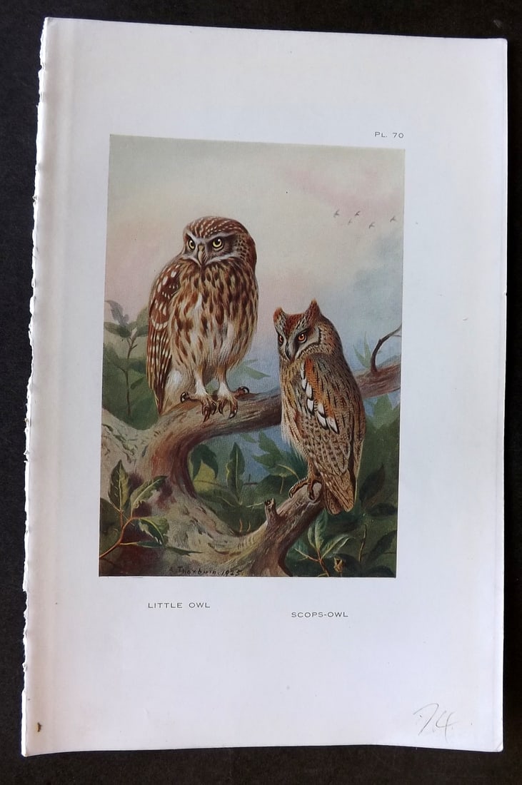 Thorburn, Archibald 1925 Vintage Bird Print. Little Owl, Scops Owl 70: Vintage Offset Lithograph Published 1925-26, London for "British Birds" by Archibald Thorburn. Paper Size: 8.5 x 5.5 inch (22 x 14cm) Good Condition