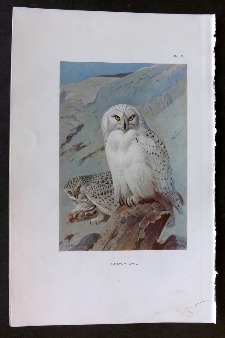 Thorburn, Archibald 1925 Vintage Bird Print. Snowy Owl 71: Vintage Offset Lithograph Published 1925-26, London for "British Birds" by Archibald Thorburn. Paper Size: 8.5 x 5.5 inch (22 x 14cm) Good Condition