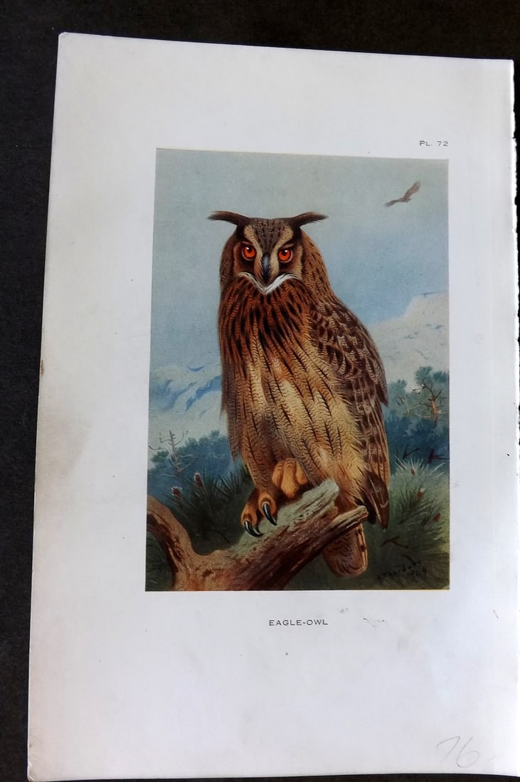 Thorburn, Archibald 1925 Vintage Bird Print. Eagle Owl 72: Vintage Offset Lithograph Published 1925-26, London for "British Birds" by Archibald Thorburn. Paper Size: 8.5 x 5.5 inch (22 x 14cm) Good Condition