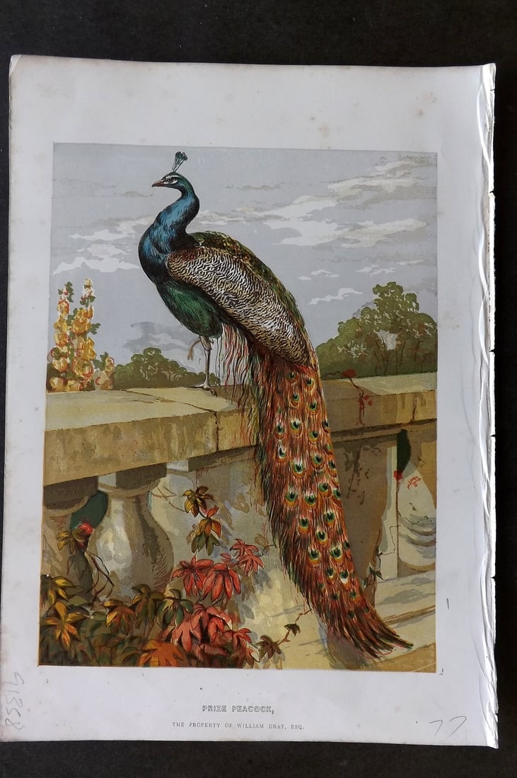 Weir, Harrison 1853 Bird Print. Prize Peacock (1 of 1)