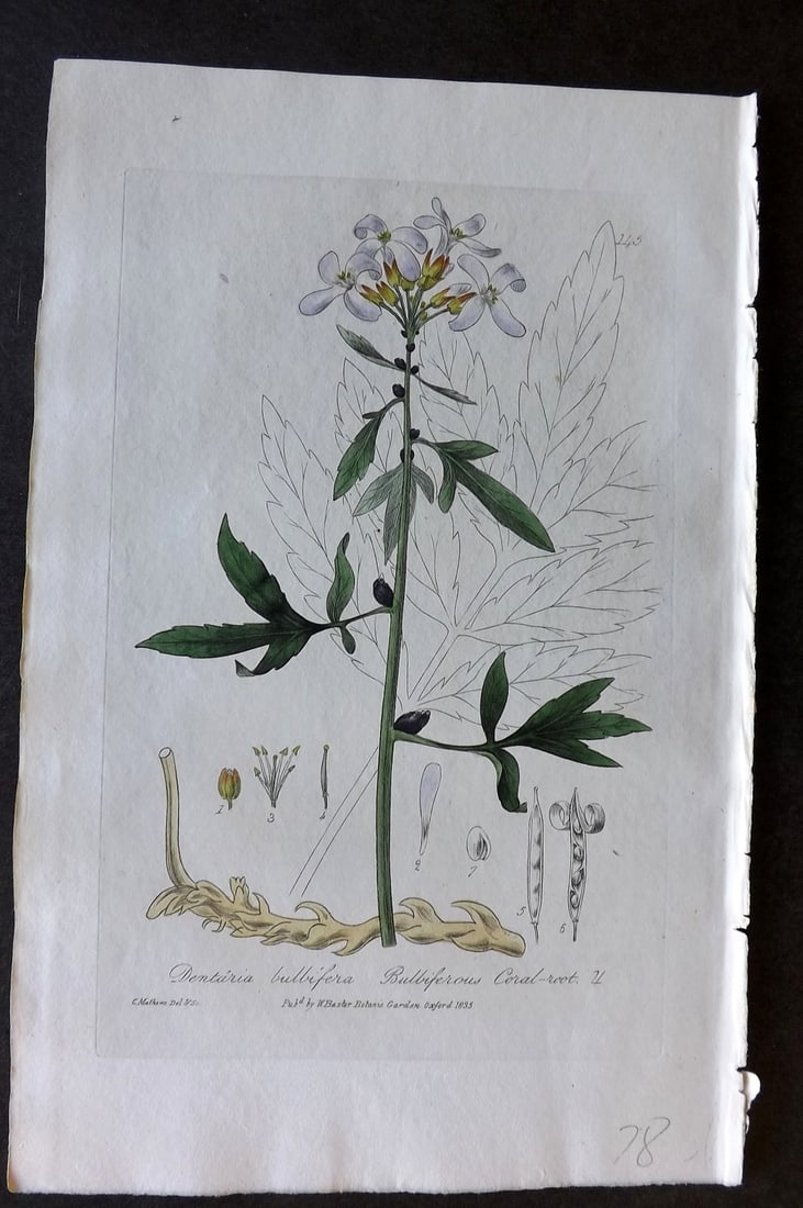 Baxter, William 1835 Hand Col Botanical Print. Bulbiferous Coal-Wort 145: Hand Colored Etching Published 1834-43, Oxford for "British Phaenogamous Botany; or, Figures and Descriptions of British Flowering Plants" by William Baxter. Paper Size: 8.5 x 5.5 inch (22 x 14cm) Goo