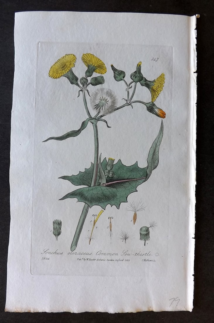 Baxter, William 1835 Hand Col Botanical Print. Common Sea Thistle 147: Hand Colored Etching Published 1834-43, Oxford for "British Phaenogamous Botany; or, Figures and Descriptions of British Flowering Plants" by William Baxter. Paper Size: 8.5 x 5.5 inch (22 x 14cm) Goo