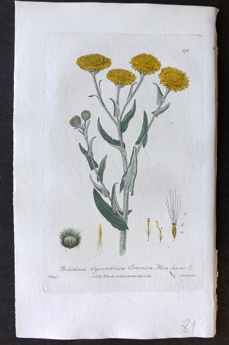 Baxter, William 1836 Hand Col Botanical Print. Common Fleabane 170: Hand Colored Etching Published 1834-43, Oxford for "British Phaenogamous Botany; or, Figures and Descriptions of British Flowering Plants" by William Baxter. Paper Size: 8.5 x 5.5 inch (22 x 14cm) Goo