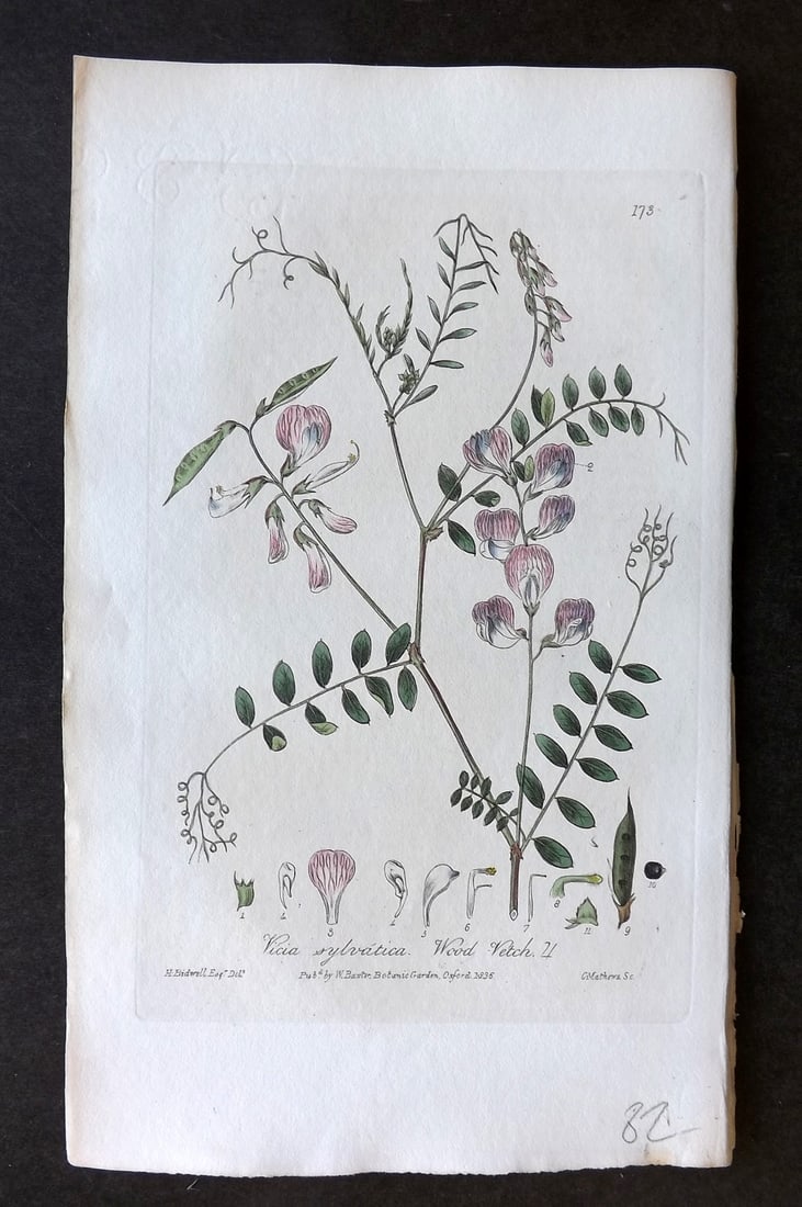 Baxter, William 1836 Hand Col Botanical Print. Wood Vetch 173: Hand Colored Etching Published 1834-43, Oxford for "British Phaenogamous Botany; or, Figures and Descriptions of British Flowering Plants" by William Baxter. Paper Size: 8.5 x 5.5 inch (22 x 14cm) Goo