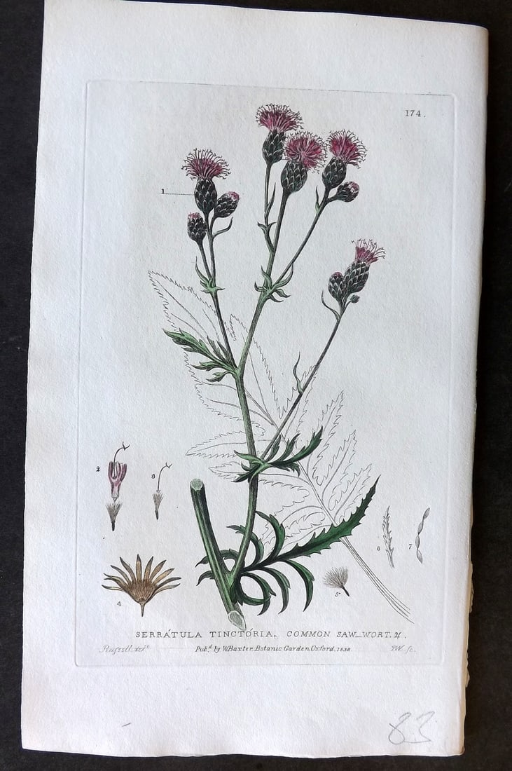 Baxter, William 1836 Hand Col Botanical Print. Common Saw-Wort 174: Hand Colored Etching Published 1834-43, Oxford for "British Phaenogamous Botany; or, Figures and Descriptions of British Flowering Plants" by William Baxter. Paper Size: 8.5 x 5.5 inch (22 x 14cm) Goo