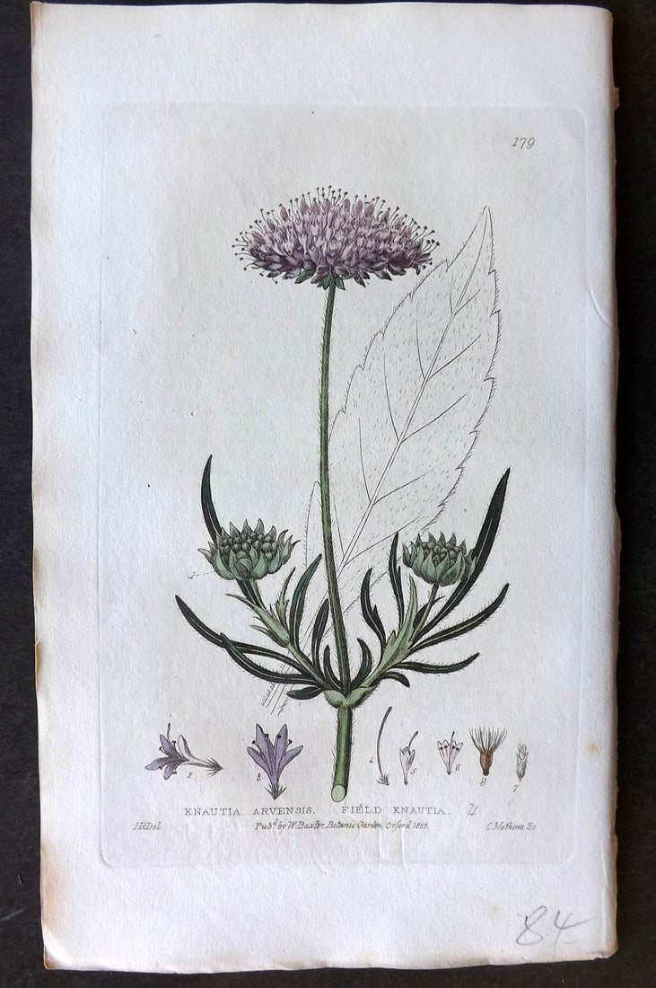 Baxter, William 1836 Hand Col Botanical Print. Field Knautia 179: Hand Colored Etching Published 1834-43, Oxford for "British Phaenogamous Botany; or, Figures and Descriptions of British Flowering Plants" by William Baxter. Paper Size: 8.5 x 5.5 inch (22 x 14cm) Goo