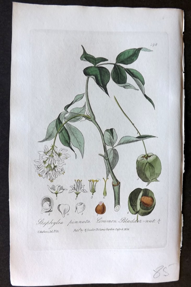 Baxter, William 1836 Hand Col Botanical Print. Common Bladder Nut 198: Hand Colored Etching Published 1834-43, Oxford for "British Phaenogamous Botany; or, Figures and Descriptions of British Flowering Plants" by William Baxter. Paper Size: 8.5 x 5.5 inch (22 x 14cm) Goo