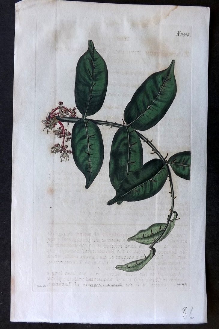 Curtis 1825 HCol Botanical Print. Shining Leaved Zanthoxylum 2558 (1 of 1)