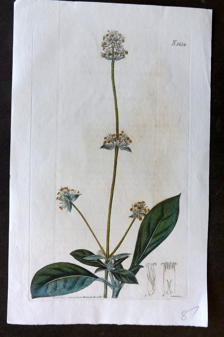 Curtis 1825 HCol Botanical Print. Perennial Gomphrena or Globe Amaranth 2614 (1 of 1)