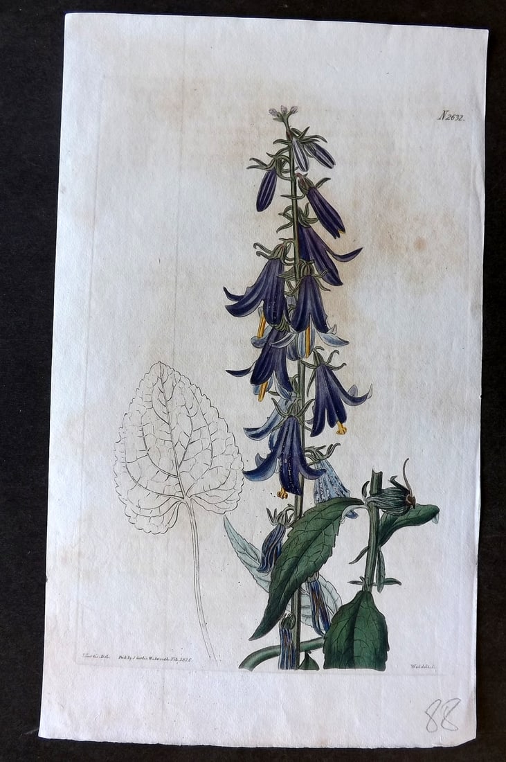 Curtis 1825 HCol Botanical Print. Funnel Shaped Bell-Flower 2632 (1 of 1)
