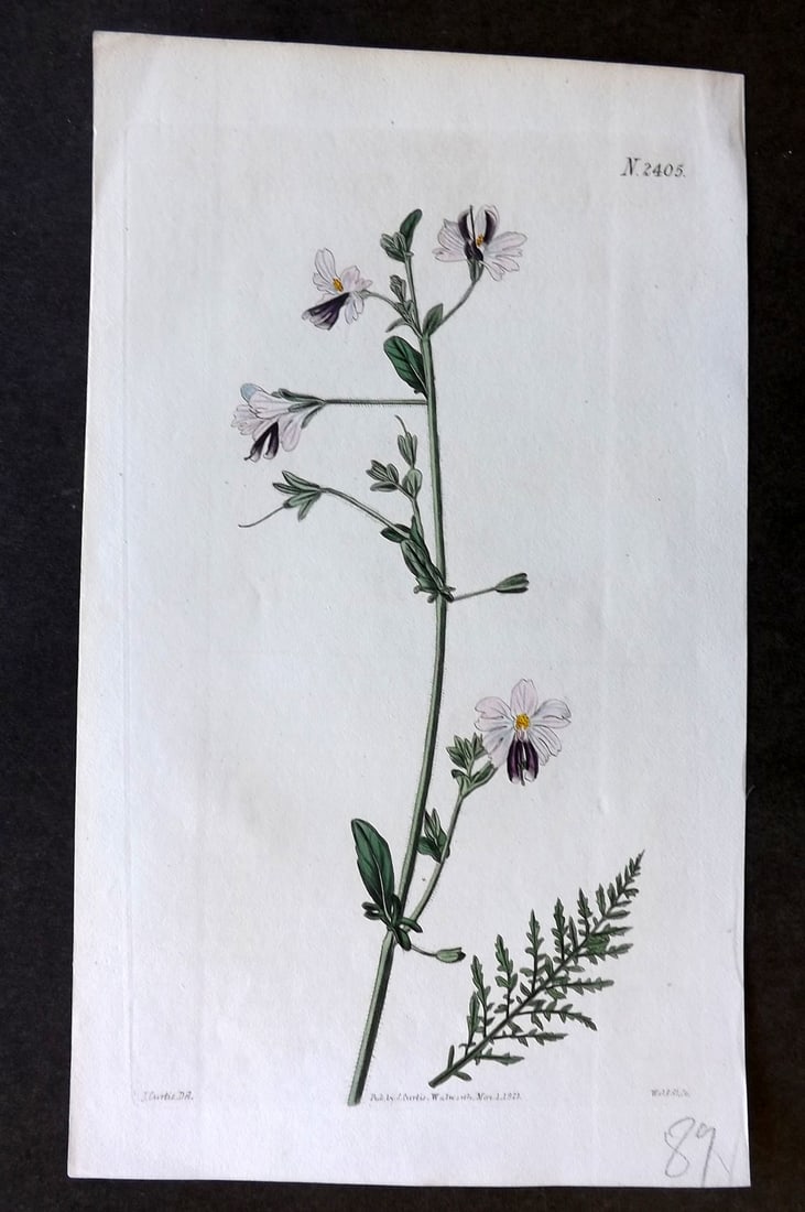 Curtis 1823 HCol Botanical Print. Wing-Leaved Schizanthus 2404 (1 of 1)