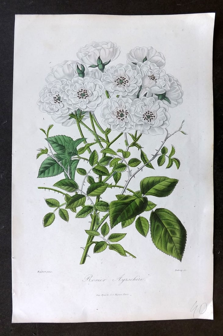 Donnaud (Pub) 1873 Rare Botanical Print. Ayrshire Rose (1 of 1)