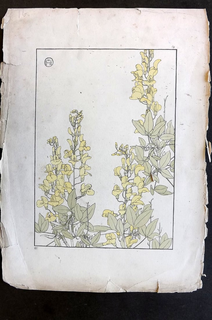 Foord, Jeannie 1901 Folio Art Nouveau Pochoir. Laburnum 19: Folio Pochoir Lithograph Published 1901, London for "Decorative Flower Studies" by Jeannie Foord. Paper Size: 15 x 10.5 inch (38 x 27cm) Several margin tears and chips. Minor toning/soiling