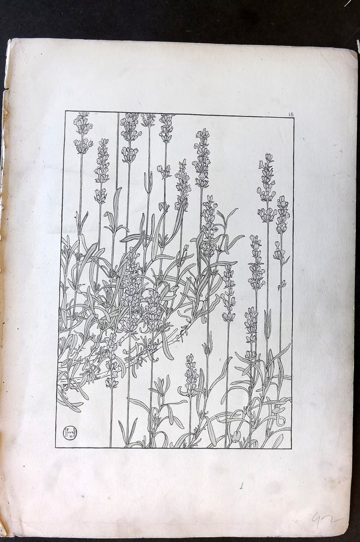 Foord, Jeannie 1901 Folio Art Nouveau Pochoir. Lavender 15: Folio Pochoir Lithograph Published 1901, London for "Decorative Flower Studies" by Jeannie Foord. Paper Size: 15 x 10.5 inch (38 x 27cm) Very minor toning. Good Condition