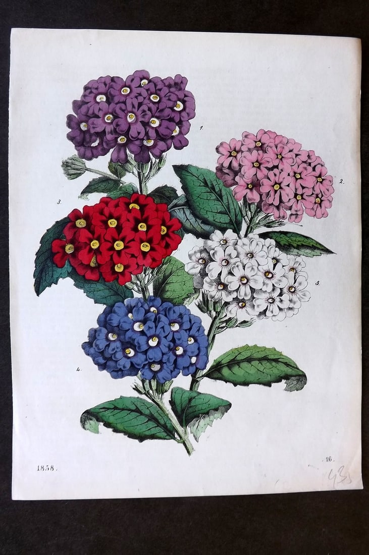 Hoffmann, Carl 1858 Hand Col Botanical Print. Verbena Vervain 16 (1 of 1)