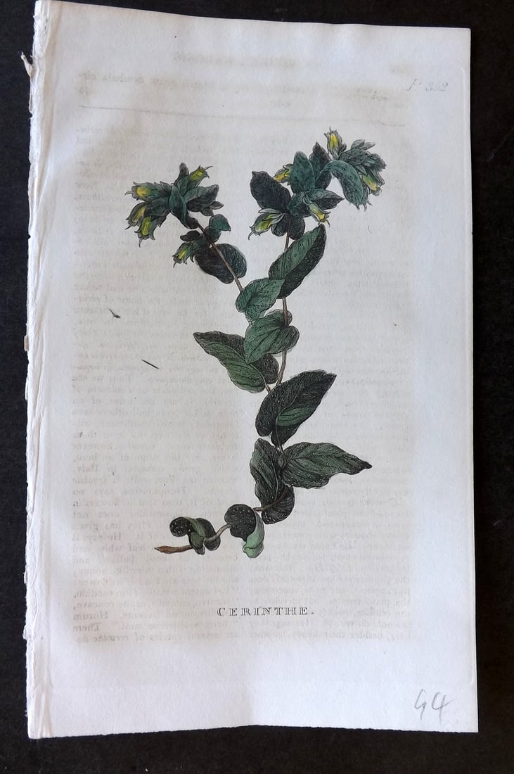 Martyn, John 1819 Hand Col Botanical Print. Cerinthe (1 of 1)