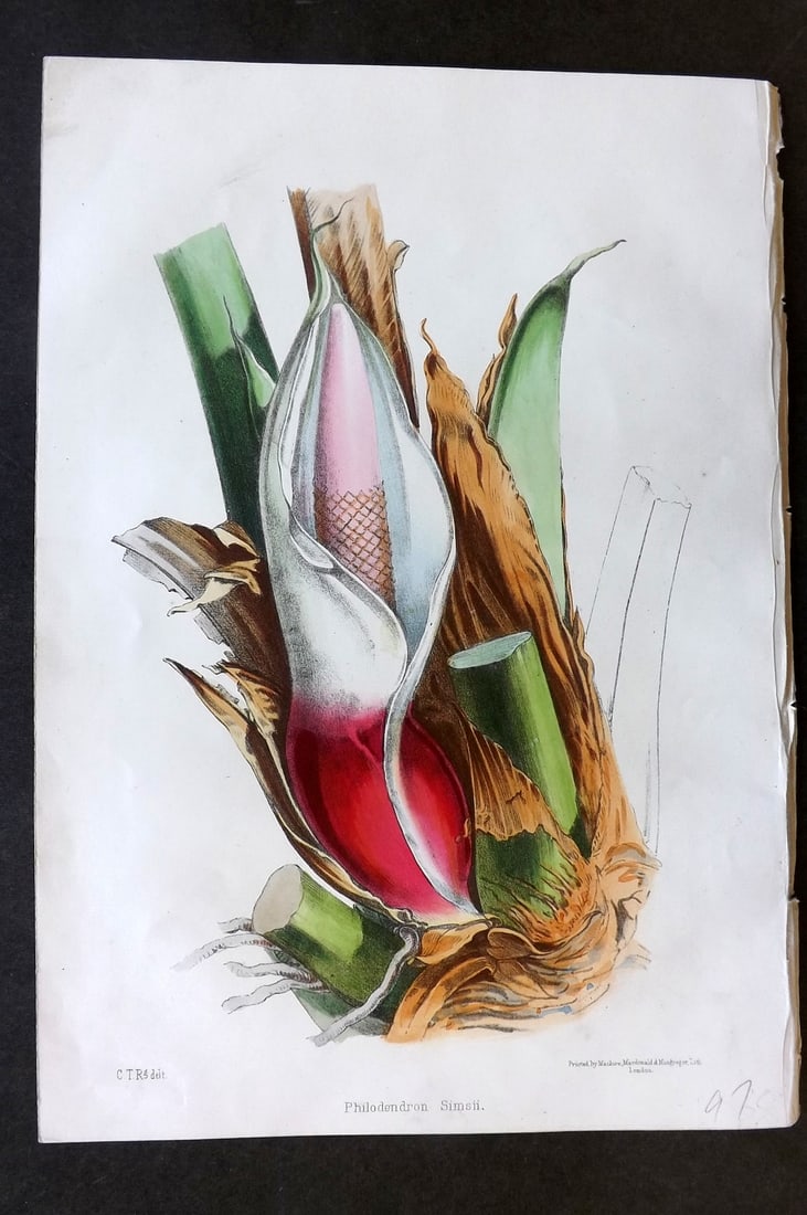 Moore & Ayres 1850 Hand Col Botanical Print. Sim's Philodendron (1 of 1)