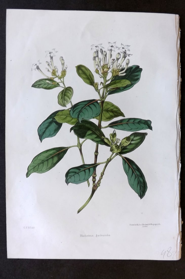 Moore & Ayres 1850 Hand Col Botanical Print. Gardenia-like Rhodostoma (1 of 1)