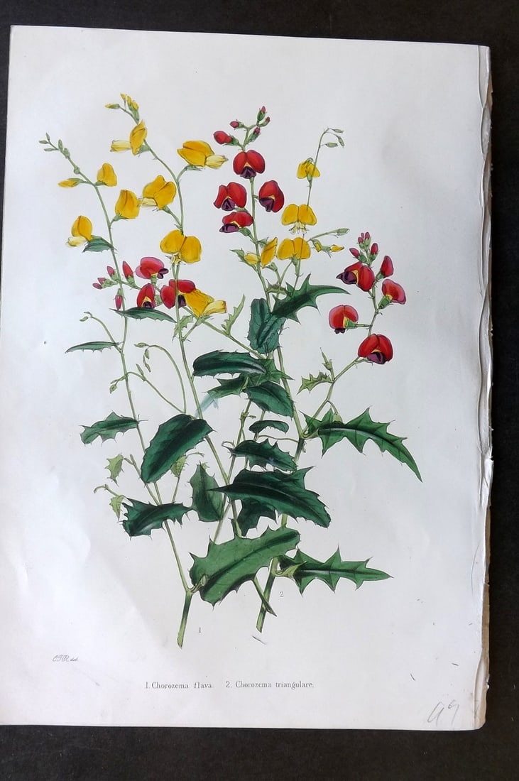 Moore & Ayres 1850 Hand Col Botanical Print. Yellow & Triangular Chorozema (1 of 1)