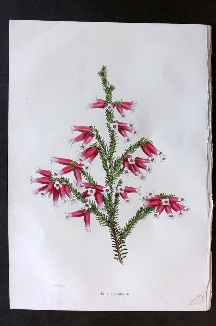 Moore & Ayres 1850 Hand Col Botanical Print. Most Elegant Heath (1 of 1)