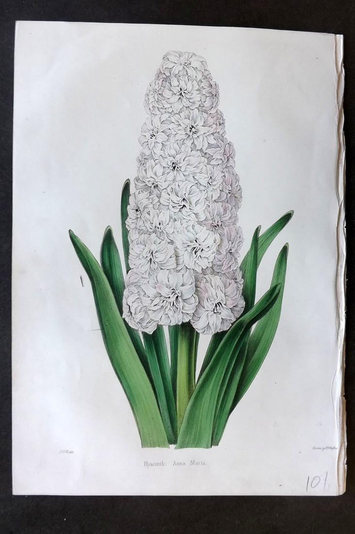 Moore & Ayres 1850 Hand Col Botanical Print. Anna Maria Hyacinth (1 of 1)
