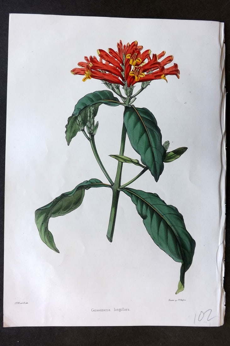 Moore & Ayres 1850 Hand Col Botanical Print. Long Flowered Geissomeria (1 of 1)
