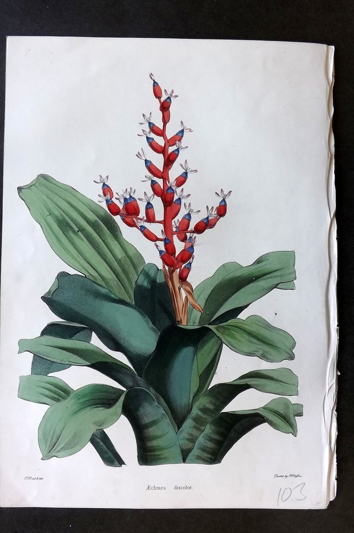 Moore & Ayres 1850 Hand Col Botanical Print. Varied Aechmea (1 of 1)
